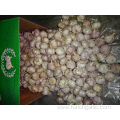 Normal Fresh White Garlic Crop 2019